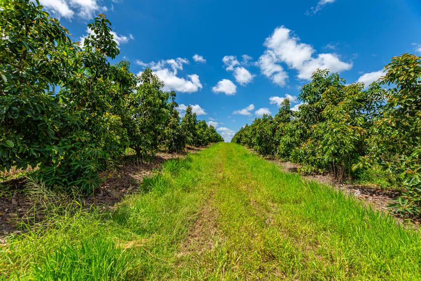 807 Pine Creek Road Givelda QLD 4670 - Image 3