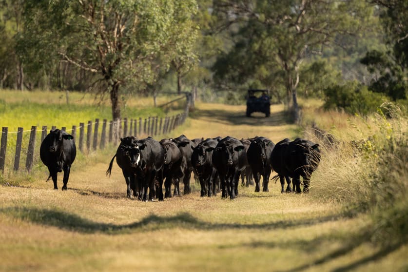 Click to view all images "Hi-View" 299 Hudson Road Felton QLD 4358 - Image 1