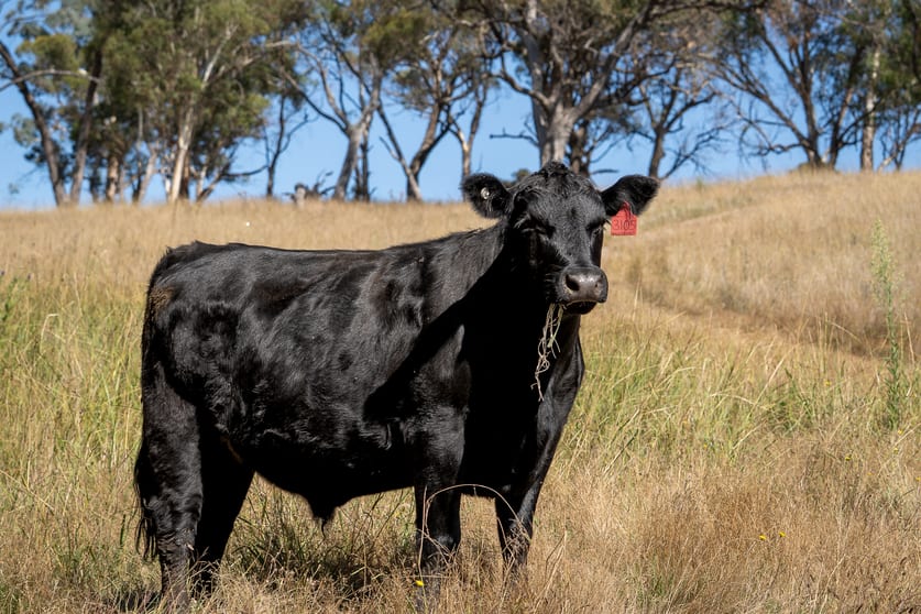 Click to view all images 334 Mount Olive Road Mount Olive NSW 2787 - Image 2