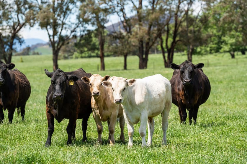 Click to view all images 4320 Kiewa Valley Highway Dederang VIC 3691 - Image 3