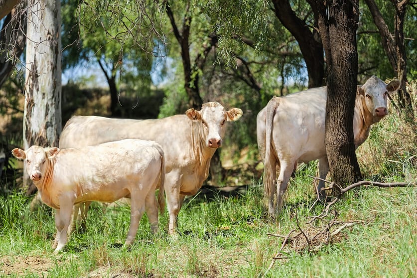 Click to view all images "Amby Hills" 2194 Springfield Road Roma QLD 4455 - Image 3