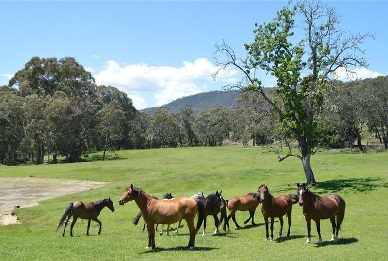 Click to view all images 95 Bago Forest Road Tumbarumba NSW 2653 - Image 1