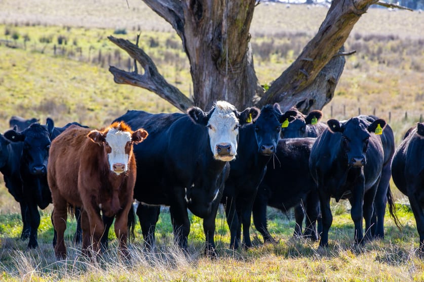 Click to view all images 172 Golspie Road Taralga NSW 2580 - Image 1