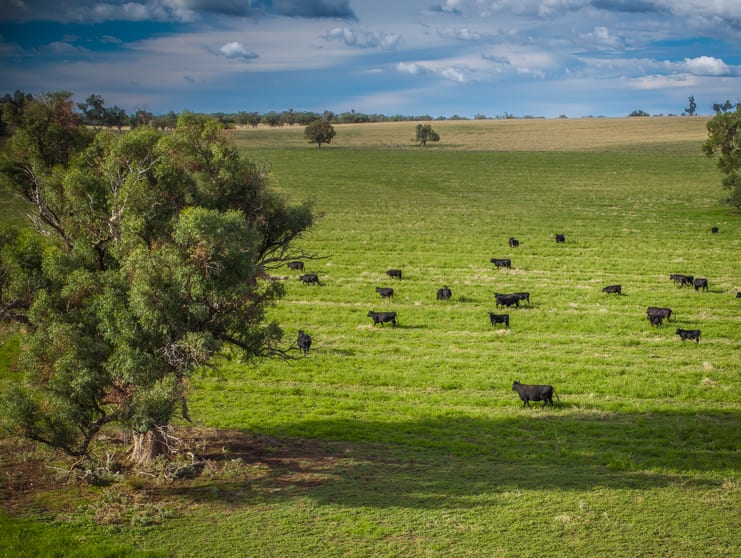 Click to view all images Talbragar 42R Mendooran Road Dubbo NSW 2830 - Image 1