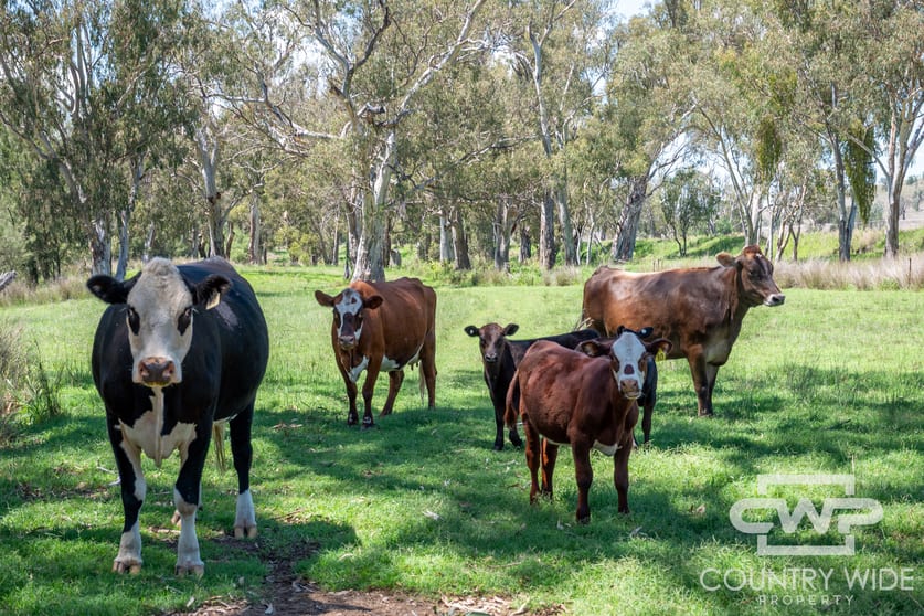 Click to view all images 63, 9699 Bruxner Way Bonshaw NSW 2361 - Image 2