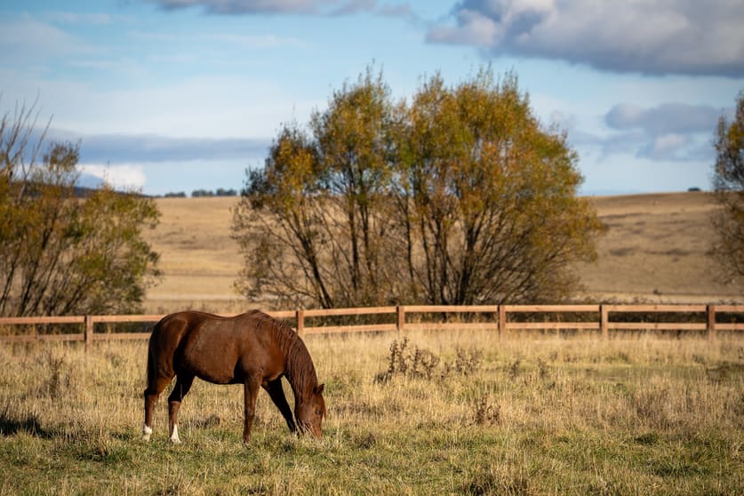 3609 Mid Western Highway Blayney NSW 2799 - Image 1