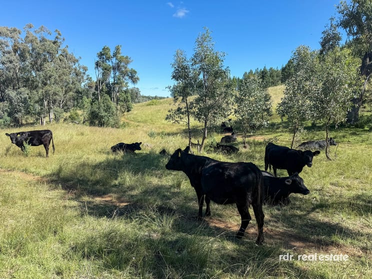 733 Upper Whitlow Road Bingara NSW 2404 - Image 3
