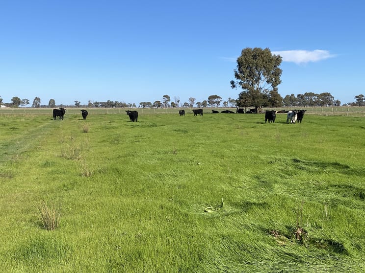 421 Mckenzie Road Kerang VIC 3579 - Image 1