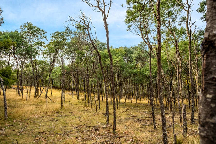 Click to view all images Lot 1 Yarlington Road Colebrook TAS 7027 - Image 2