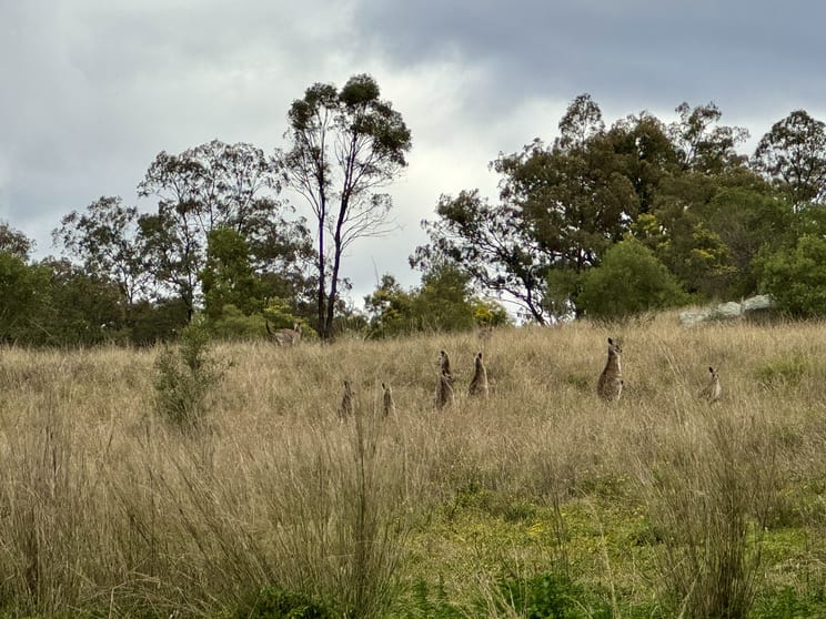 Click to view all images "Top Rosemount" Rosemount Rd Denman NSW 2328 - Image 1