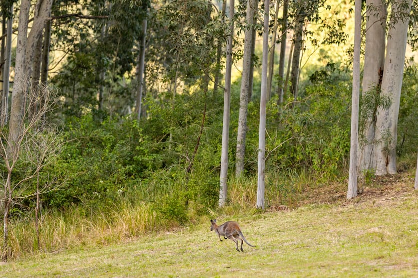 98 Parishs Road Dungog NSW 2420 - Image 2