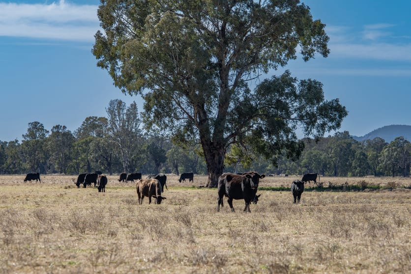Click to view all images 5759 Purlewaugh Road Tambar Springs NSW 2381 - Image 2