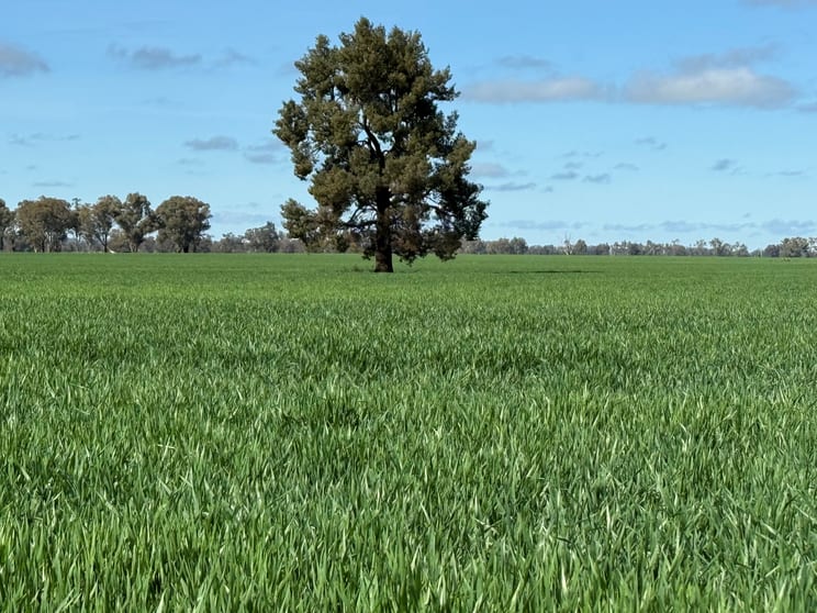 'SECKHOLDS' Bradshaws Lane Coolamon NSW 2701 - Image 2