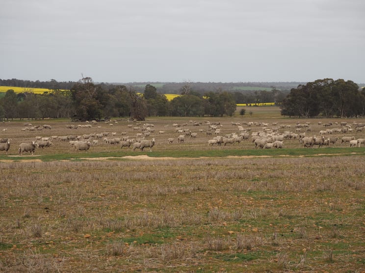 Click to view all images Dowrene Farm, Cnr Yerriminup and Yarralena Roads Cranbrook WA 6321 - Image 2