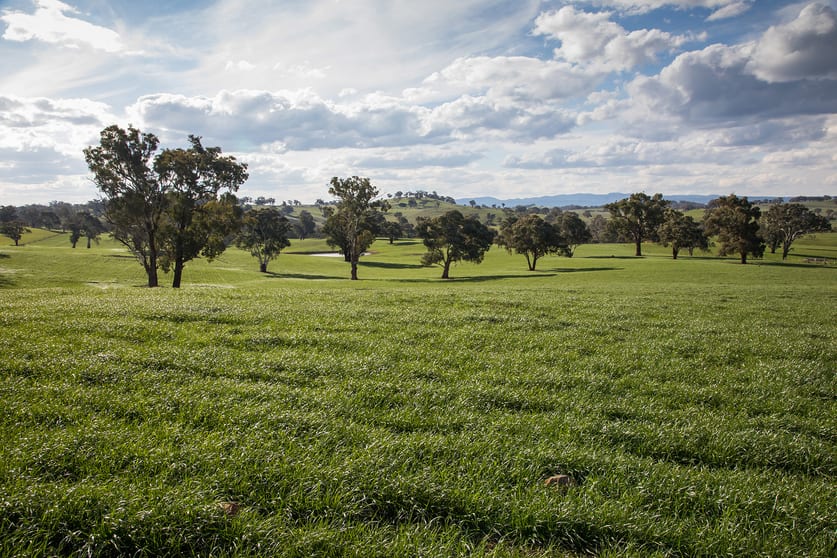 Click to view all images Burnt Yards Road Mandurama NSW 2792 - Image 1