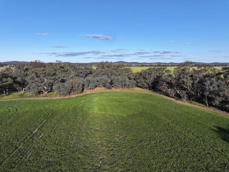 Click to view all images Part Westbury Goldfields Way Barmedman NSW 2668 - Image 1