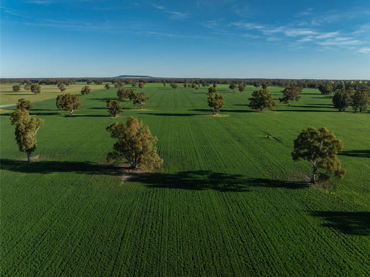 369 McKenzies Road Galore NSW 2650 - Image 2