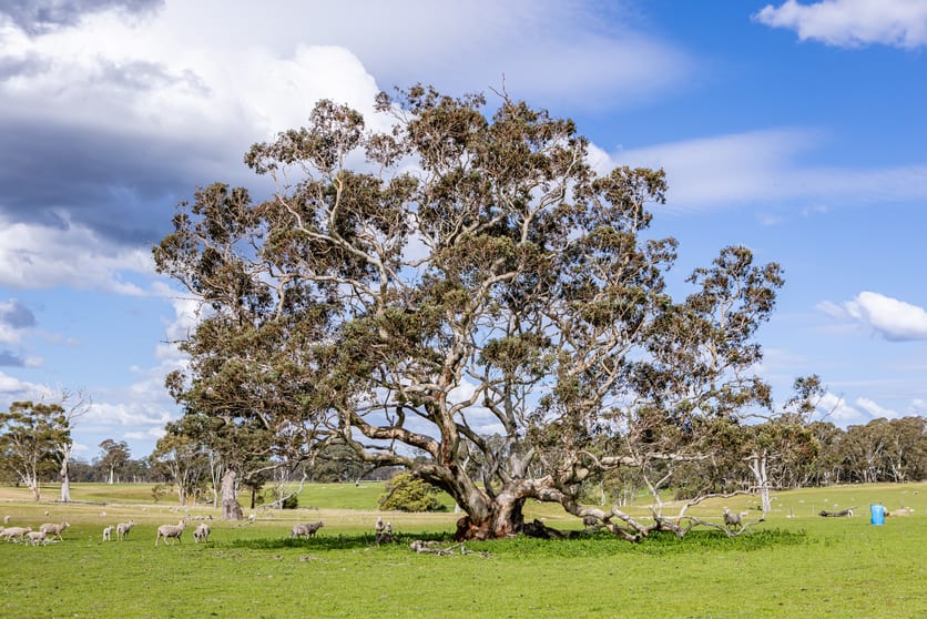 Click to view all images 219 Ockley Rd Comaum SA 5277 - Image 2