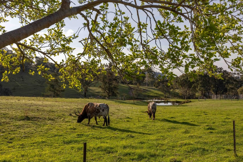 526 Windeyer Road Mudgee NSW 2850 - Image 1