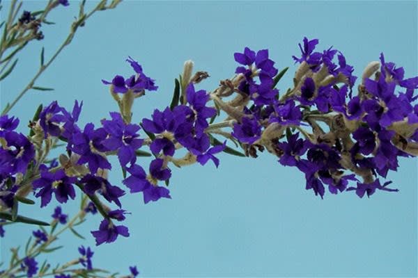 Click to view all images Nursery business for sale in Monbulk - Image 1
