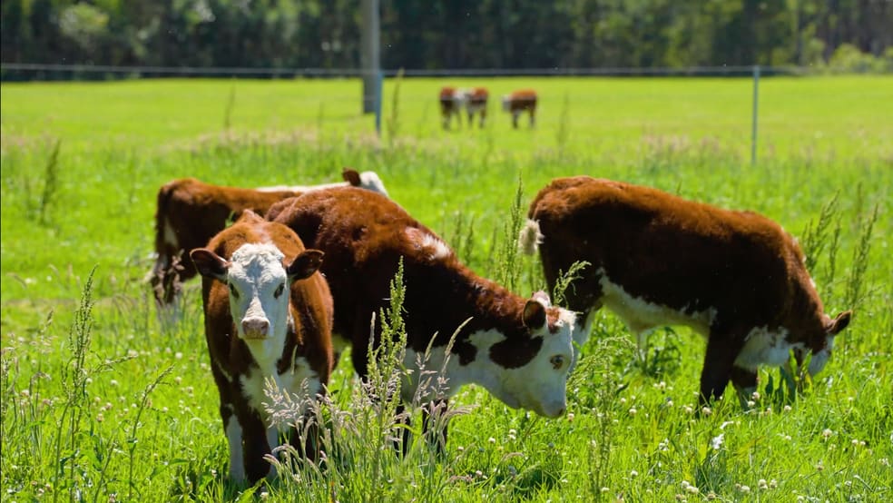 Click to view all images 41/271 Lemon Tree Creek Road Termeil NSW 2539 - Image 1