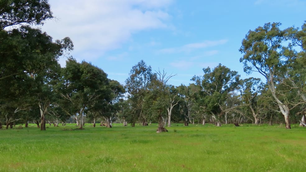Lot 9 Mount Burr Road Monbulla SA 5277 - Image 3