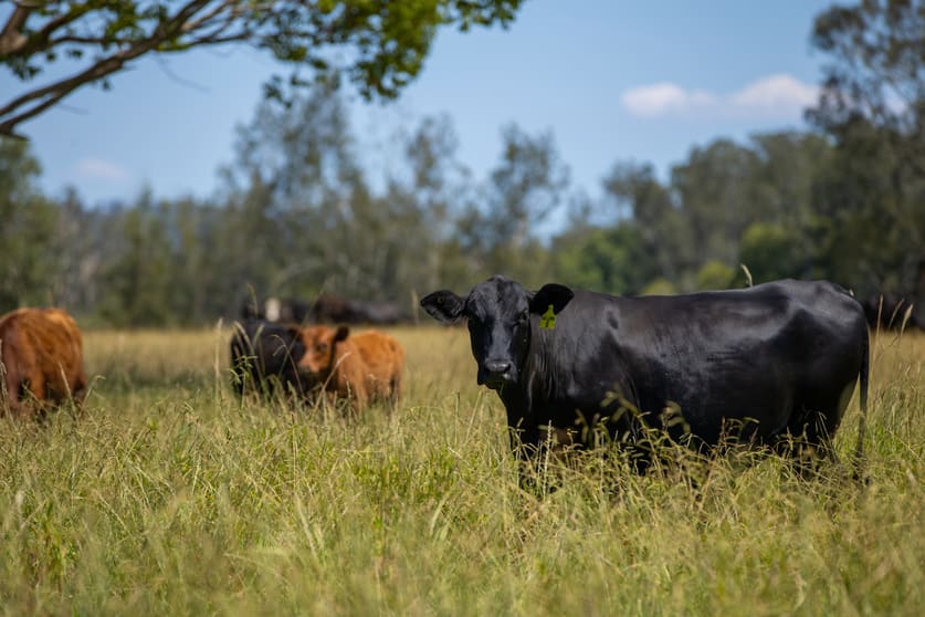 Click to view all images 79, 81 & 249 Elliots Road Nabiac NSW 2312 - Image 3