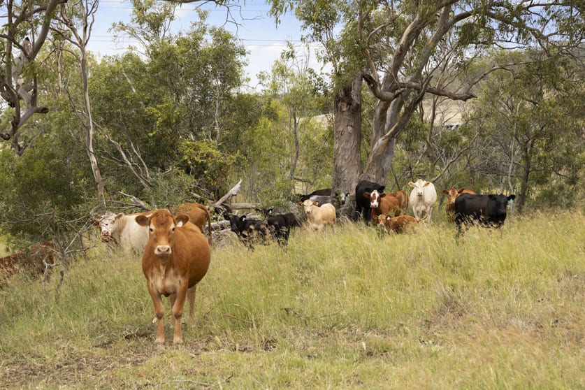 36 Walkers Springs Road Preston QLD 4352 - Image 3