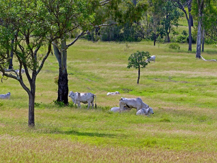 Click to view all images "Jacques " 0 Cunningham Road, Nine Mile QLD 4702 - Image 2