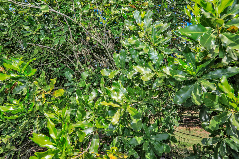 Click to view all images 195 Pashleys Road Welcome Creek QLD 4670 - Image 3