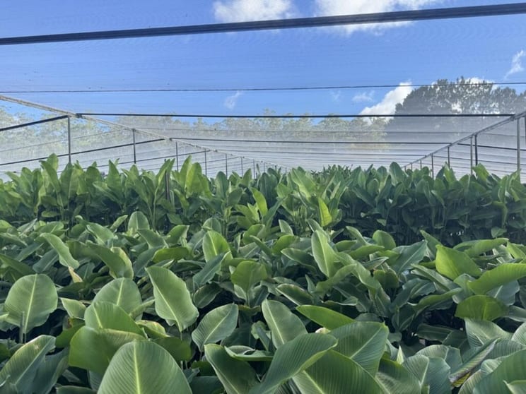 Click to view all images Nursery business for sale in QLD - Image 1