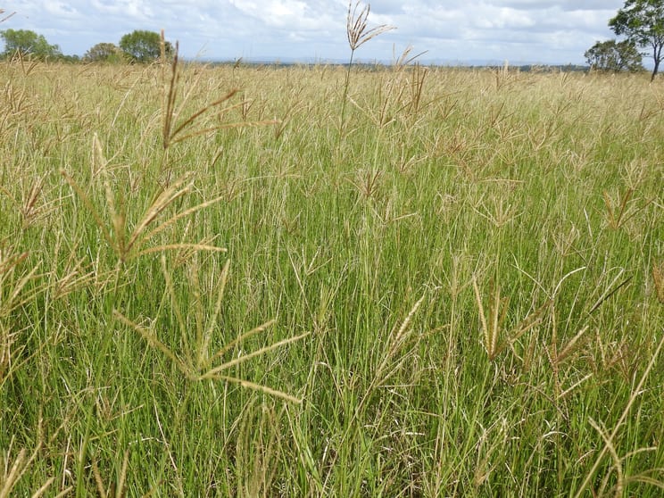 Lot 119 Ellangowan Myrtle Creek Road Ellangowan NSW 2470 - Image 2