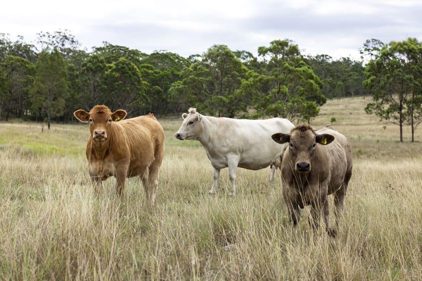 Click to view all images 2492 New England Highway Cooyar QLD 4402 - Image 3