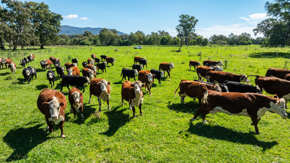 Click to view all images 1007 & 1007A Kiewa Valley Highway Staghorn Flat VIC 3691 - Image 3