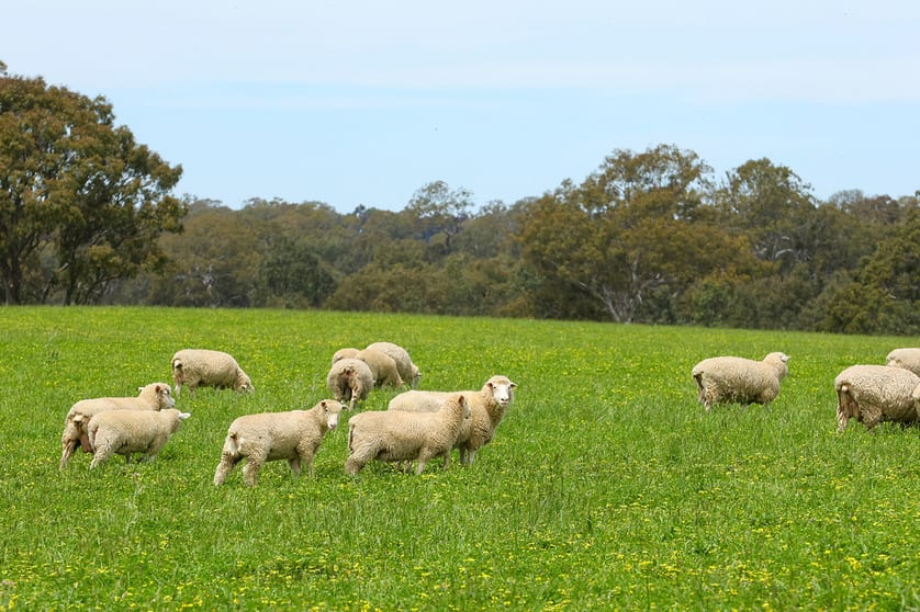 Click to view all images Mount Cavendish Road Cavendish VIC 3314 - Image 2