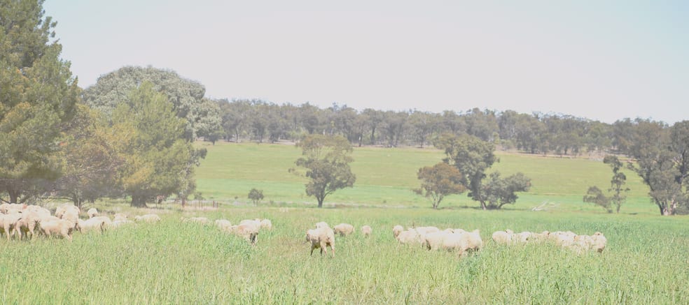 2892 Springvale Road Condobolin NSW 2877 - Image 3