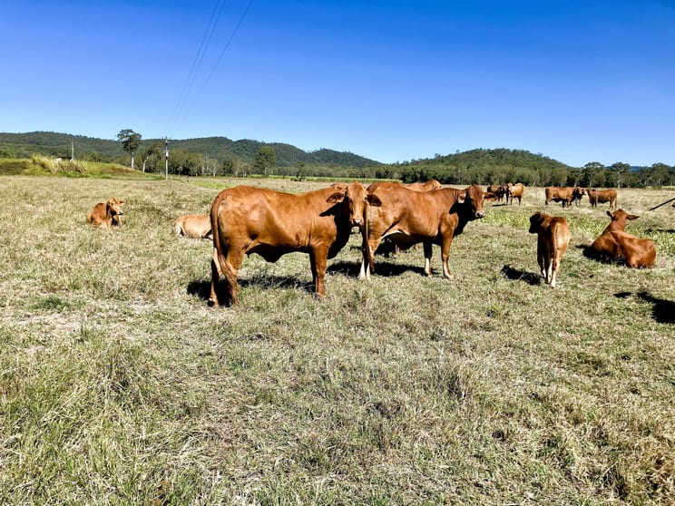 Click to view all images Cone Creek Road Koumala QLD 4738 - Image 1