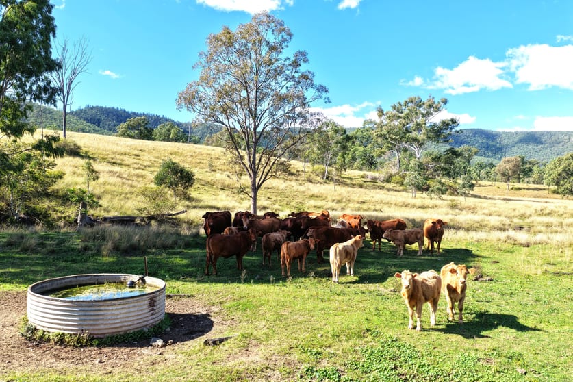 Click to view all images Lower Cressbrook QLD 4313 - Image 3