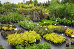 Click to view all images Nursery business for sale in Northern Victoria VIC - Image 2
