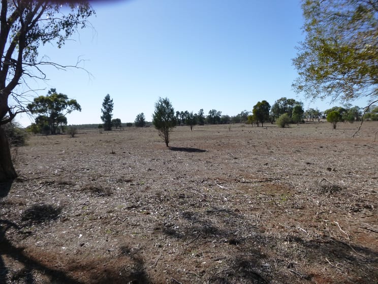 Lot 58 Rankin Springs Road Lake Cargelligo NSW 2672 - Image 2