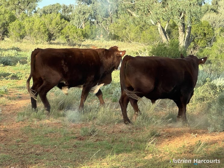 Click to view all images * Borrona Downs Station Broken Hill NSW 2880 - Image 2
