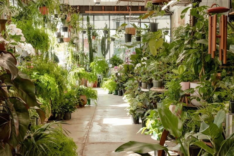 Nursery  business for sale in Fitzroy - Image 1