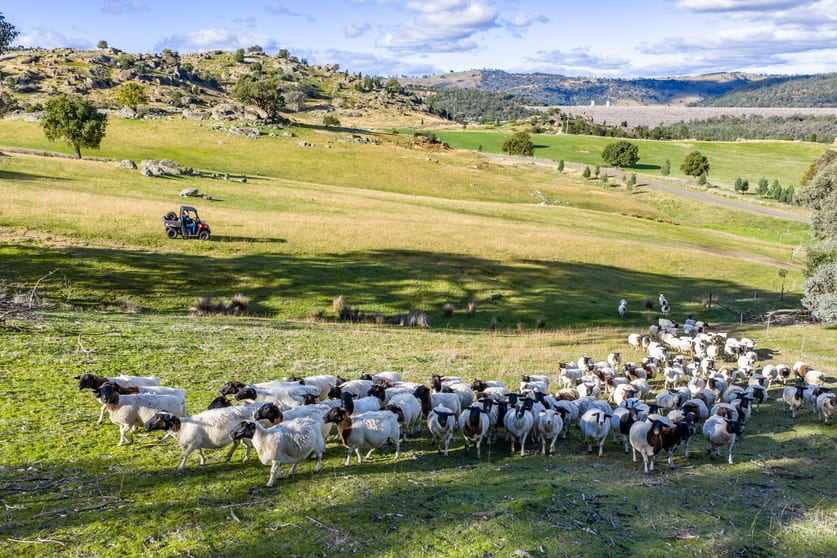 Click to view all images 185 Trout Farm Road Wyangala NSW 2808 - Image 3