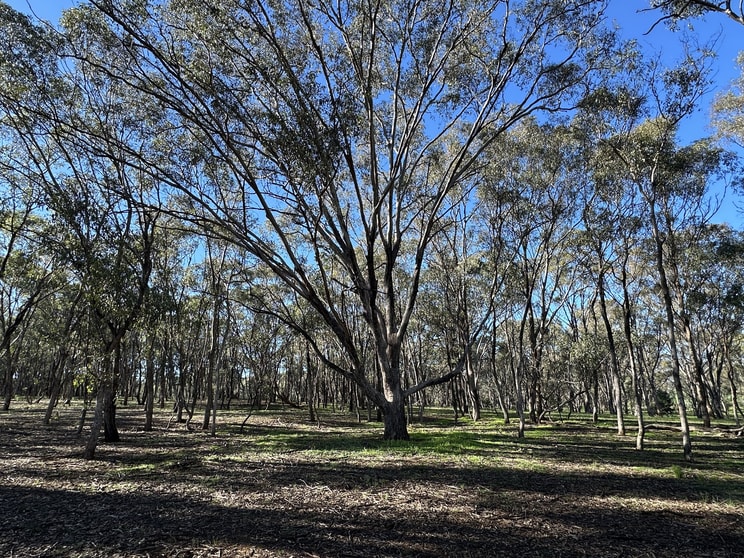Click to view all images Lot 91 County Boundary Road Pleasant Hills NSW 2658 - Image 2
