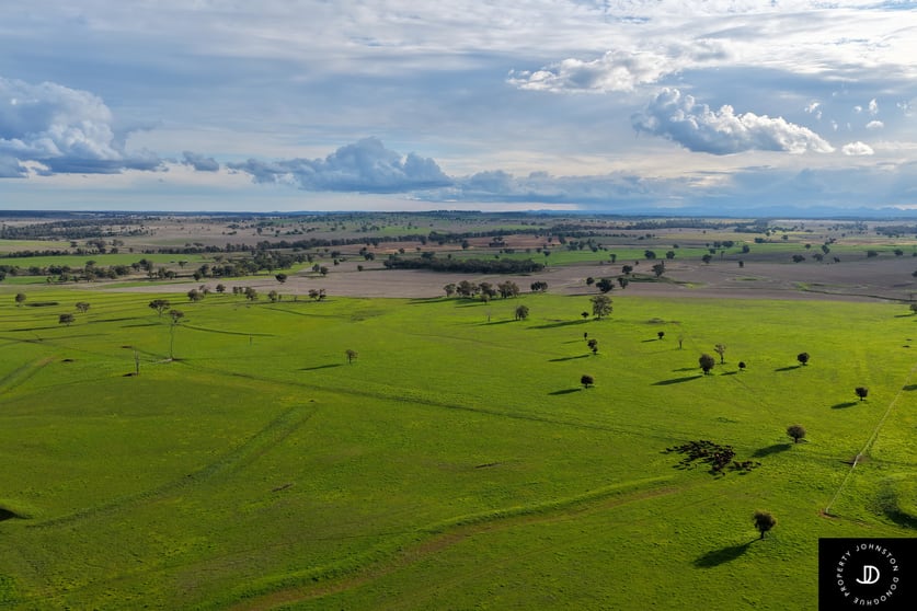 Click to view all images 3985 Purlewaugh Road Purlewaugh NSW 2357 - Image 3