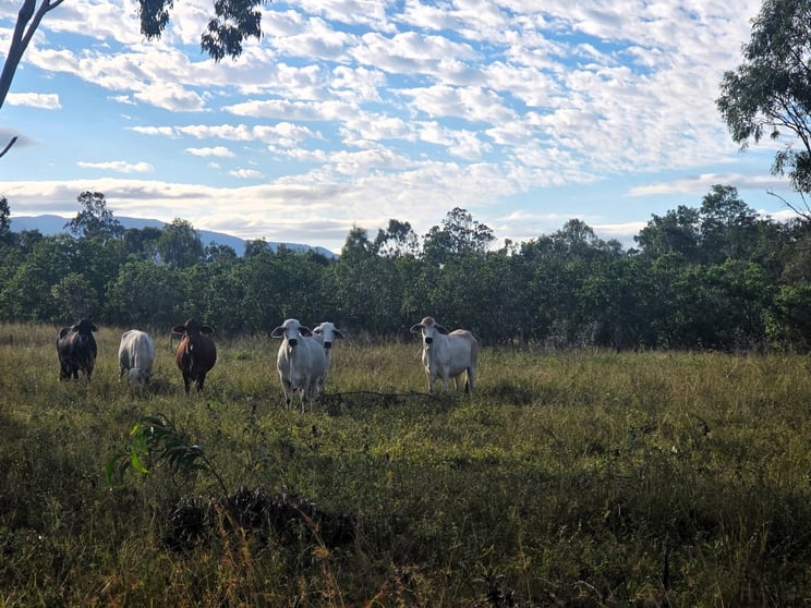 Click to view all images Gordon Glen Road Bowen QLD 4805 - Image 3