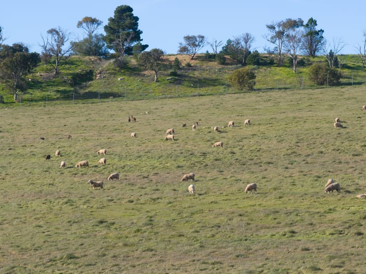 Click to view all images Lot 3 Pistol Club Road Burra SA 5417 - Image 3