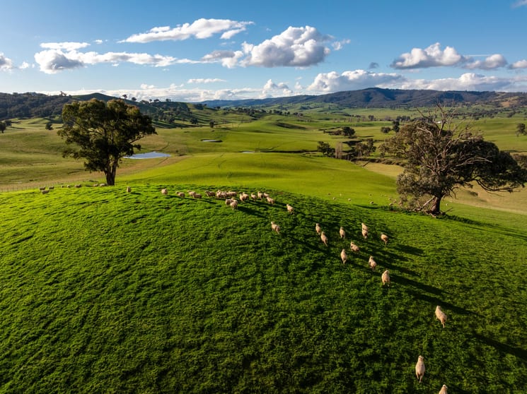 1307 Westbrook Road Oberne Creek NSW 2650 - Image 3