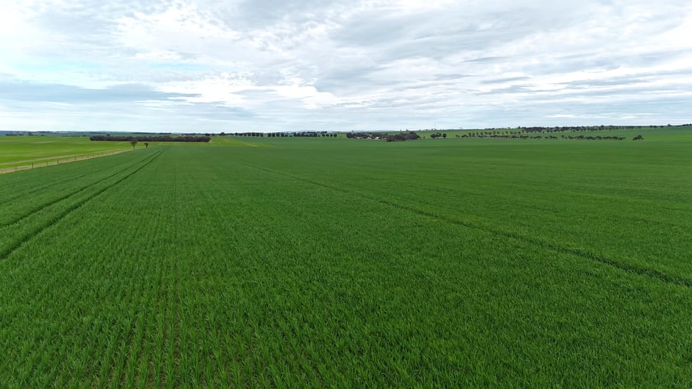 'Hillview' Wilkins Highway Gladstone SA 5473 - Image 3
