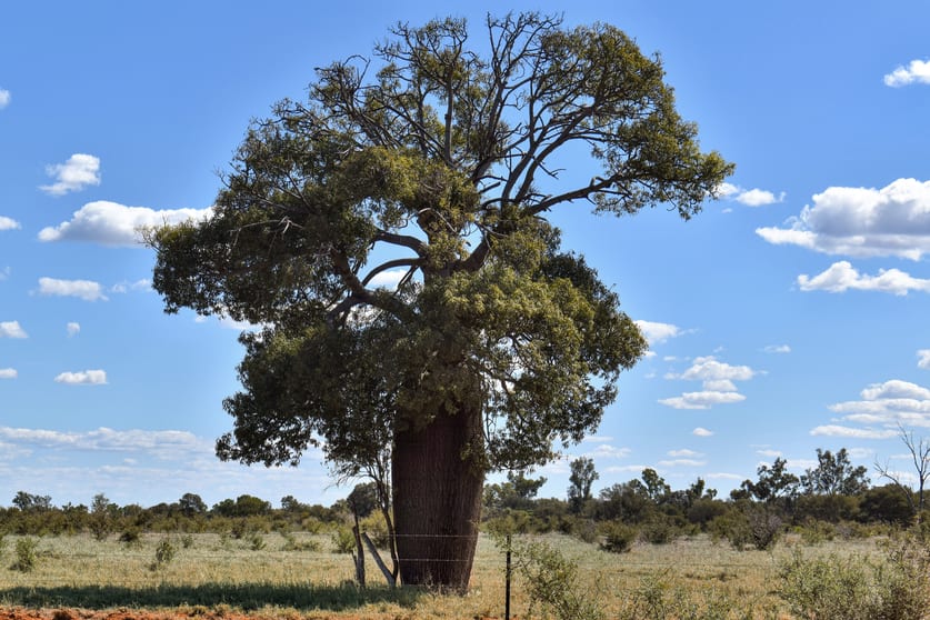 " Prairie" Augathella QLD 4477 - Image 3